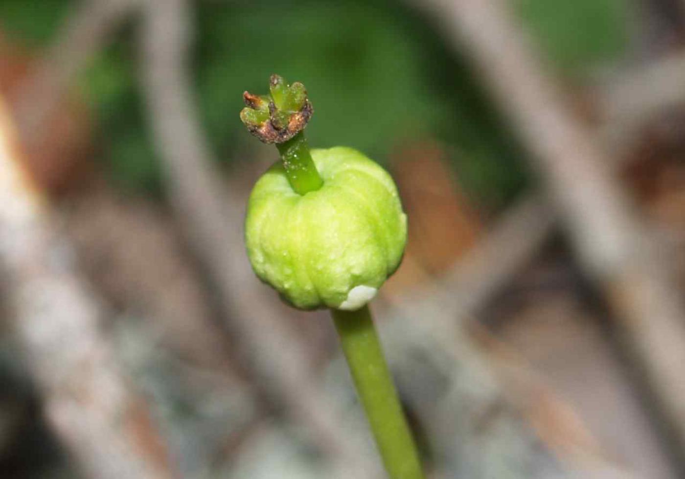 Wintergreen, one-flowered fruit